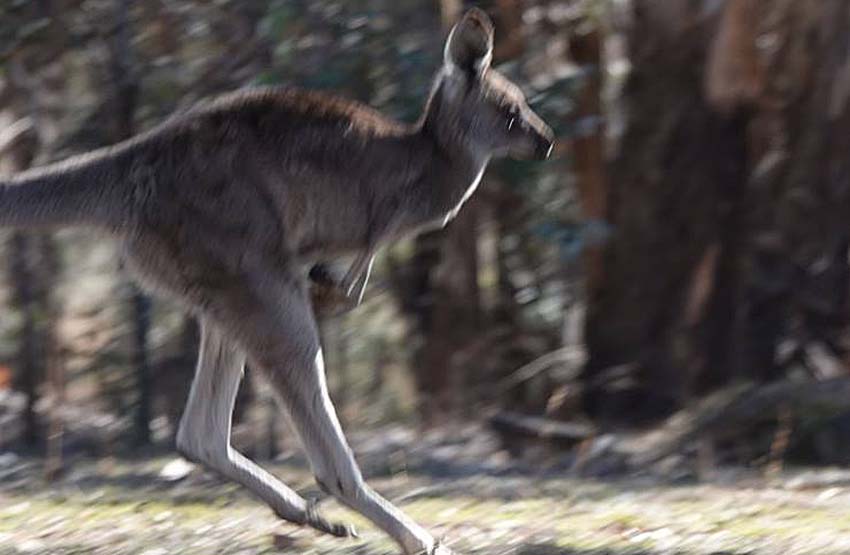 German Family Enjoys Close Encounter with Kangaroos