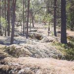 Andrew Barnett’s Reflections on 2018 WUOC Middle Distance Championships