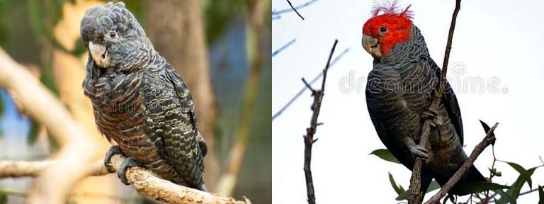 Vote For Gang Gangs in Australian Bird of the Year Poll 2021
