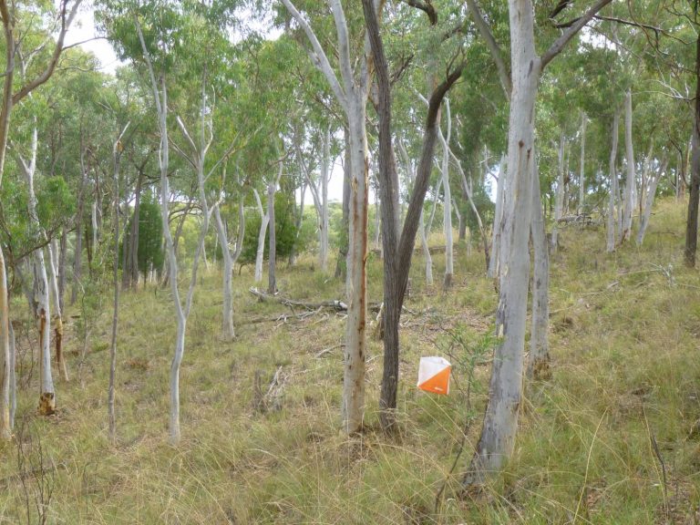 Read more about the article A New Perspective on Aranda Bushlands